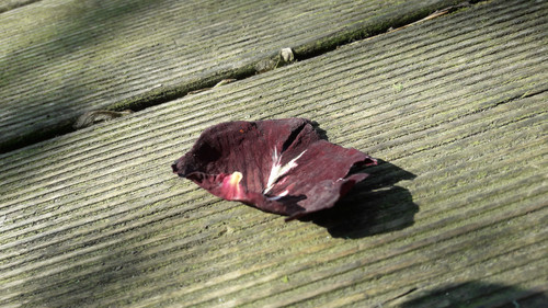 Leafs; Publicdomain; Cc0; Freeimage;.jpg