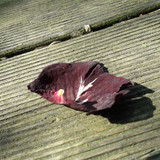 Leafs; Publicdomain; Cc0; Freeimage;