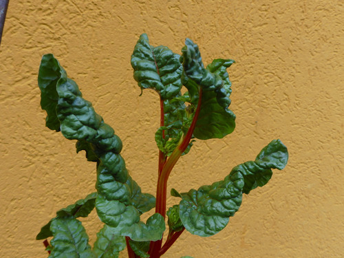 Leafs; Publicdomain; Cc0; Freeimage;.jpg