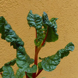 Leafs; Publicdomain; Cc0; Freeimage;