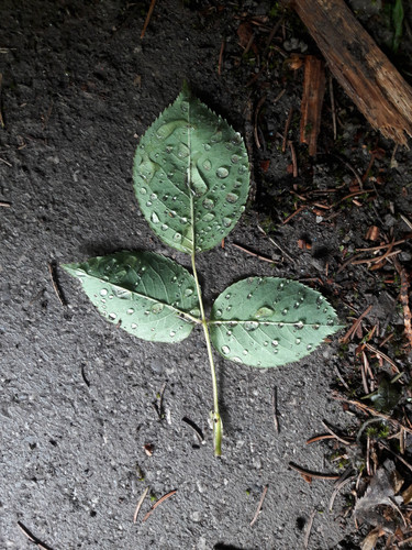 Leafs; Publicdomain; Cc0; Freeimage;.jpg