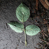 Leafs; Publicdomain; Cc0; Freeimage;