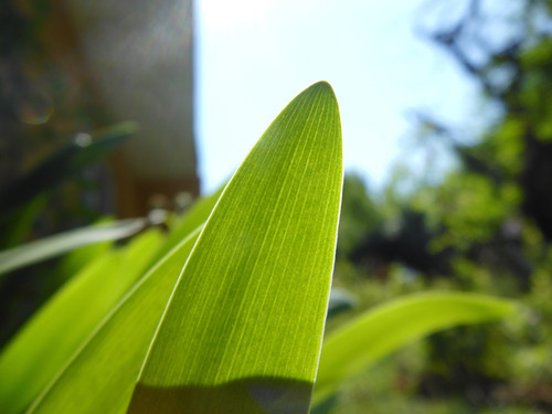 Leafs; Publicdomain; Cc0; Freeimage;.jpg