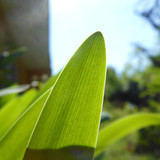 Leafs; Publicdomain; Cc0; Freeimage;