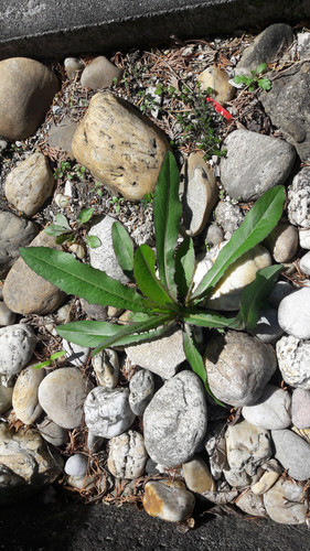 Leafs; Publicdomain; Cc0; Freeimage;.jpg