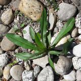 Leafs; Publicdomain; Cc0; Freeimage;