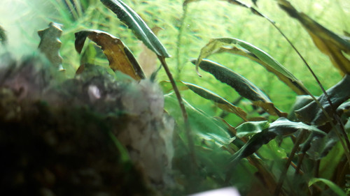 Leafs; Publicdomain; Cc0; Freeimage;.jpg