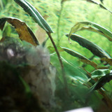 Leafs; Publicdomain; Cc0; Freeimage;