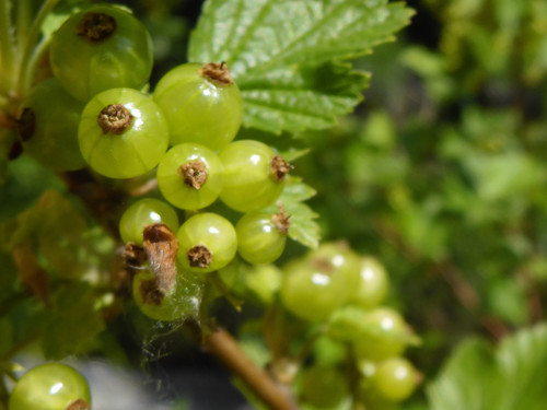 Green Fruit Balls.jpg
