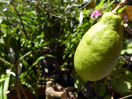 Austrian Zitrone.jpg