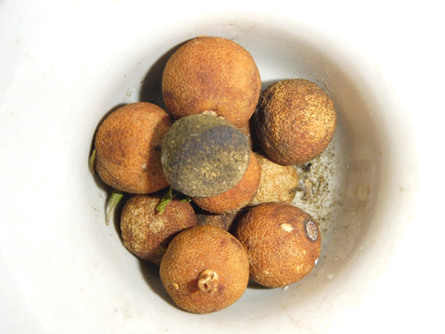 Flora Fruits Vegan Publicdomain (49).jpg