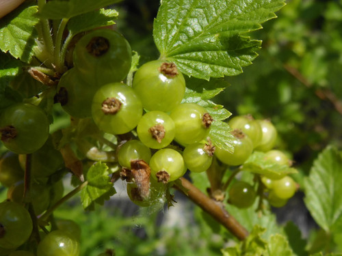 Green Fruit Balls.jpg