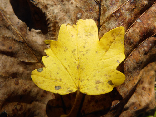 Flora Leafs A Tree Publicdomain (12).jpg