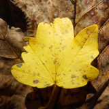 Flora Leafs A Tree Publicdomain (12)