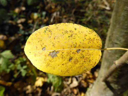 Flora Leafs A Tree Publicdomain (10).jpg