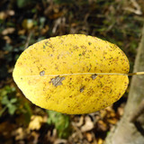 Flora Leafs A Tree Publicdomain (10)