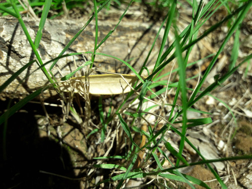 Leafs; Publicdomain; Cc0; Freeimage;.jpg