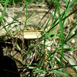 Leafs; Publicdomain; Cc0; Freeimage;