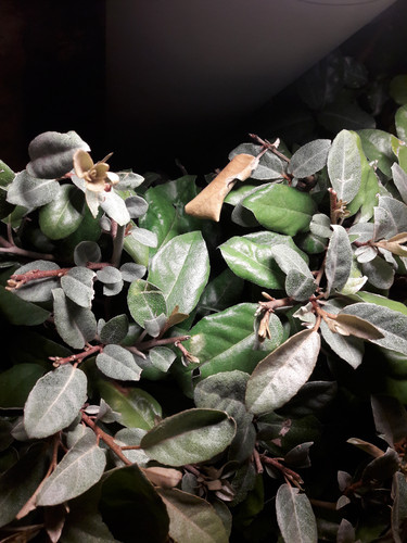 Leafs; Publicdomain; Cc0; Freeimage;.jpg