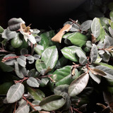 Leafs; Publicdomain; Cc0; Freeimage;