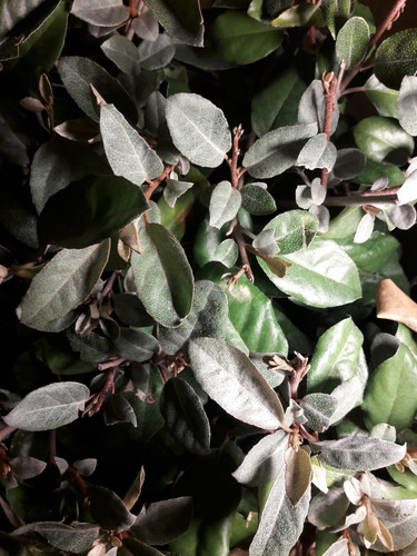 Leafs; Publicdomain; Cc0; Freeimage;.jpg