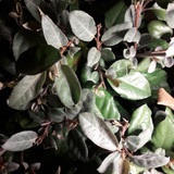 Leafs; Publicdomain; Cc0; Freeimage;