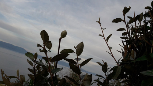 Leafs; Publicdomain; Cc0; Freeimage;.jpg