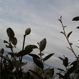 Leafs; Publicdomain; Cc0; Freeimage;