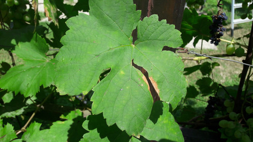 Leafs; Publicdomain; Cc0; Freeimage;.jpg