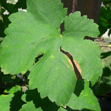 Leafs; Publicdomain; Cc0; Freeimage;