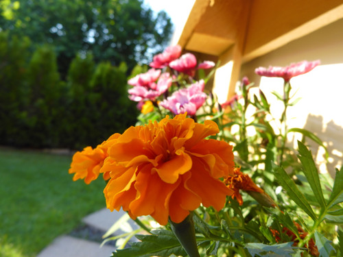 Flora Flower Publicdomain (157).jpg