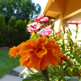 Flora Flower Publicdomain (157)