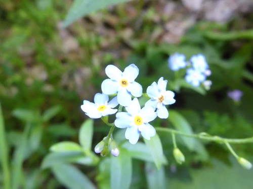 Flower; Publicdomain; Cc0; Freeimage;.jpg