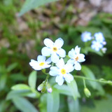 Flower; Publicdomain; Cc0; Freeimage;