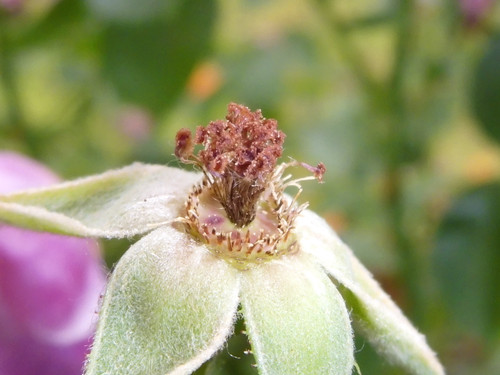 Flower; Publicdomain; Cc0; Freeimage;.jpg