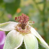 Flower; Publicdomain; Cc0; Freeimage;