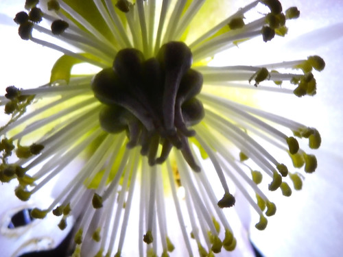 Flora Flower Publicdomain (167).jpg