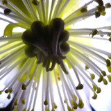 Flora Flower Publicdomain (167)