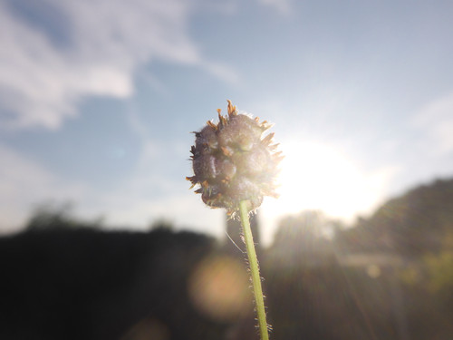 Flower; Publicdomain; Cc0; Freeimage;.jpg