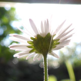 Flower; Publicdomain; Cc0; Freeimage;