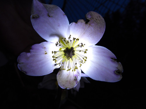 Flower; Publicdomain; Cc0; Freeimage;.jpg