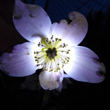 Flower; Publicdomain; Cc0; Freeimage;