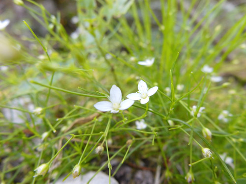 Flora Flower Publicdomain (155).jpg