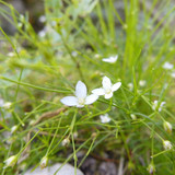 Flora Flower Publicdomain (155)