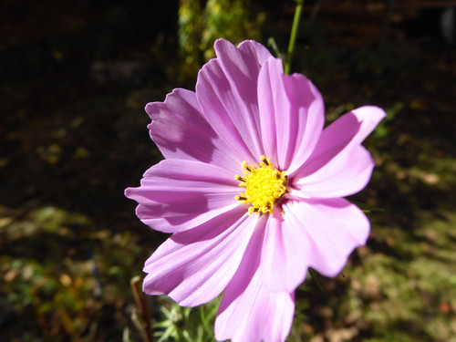 Flora Flower Publicdomain (163).jpg