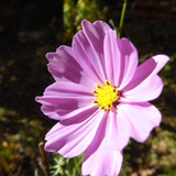 Flora Flower Publicdomain (163)