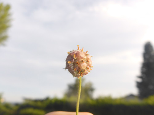 Flower; Publicdomain; Cc0; Freeimage;.jpg