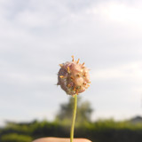 Flower; Publicdomain; Cc0; Freeimage;