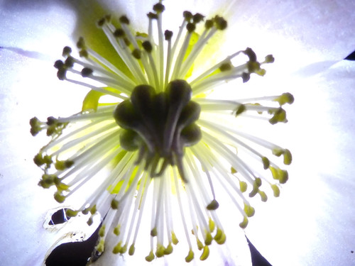 Flora Flower Publicdomain (168).jpg