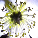 Flora Flower Publicdomain (168)